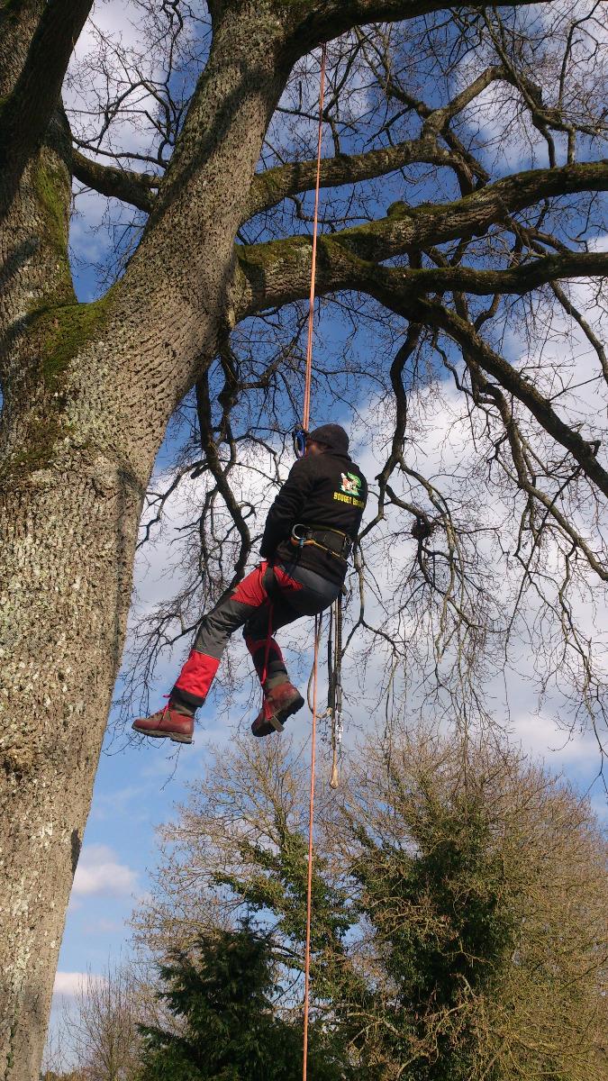 travaux d'élagage à Vieil-Baugé