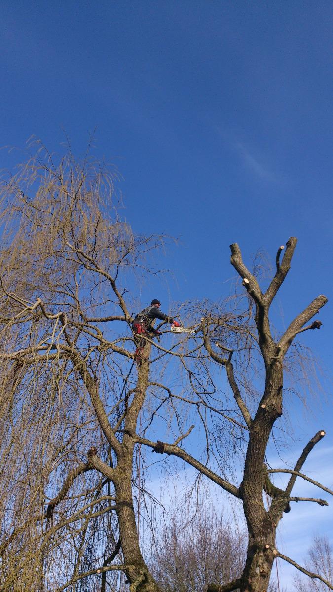 Bouget Élagage entretien d'arbres