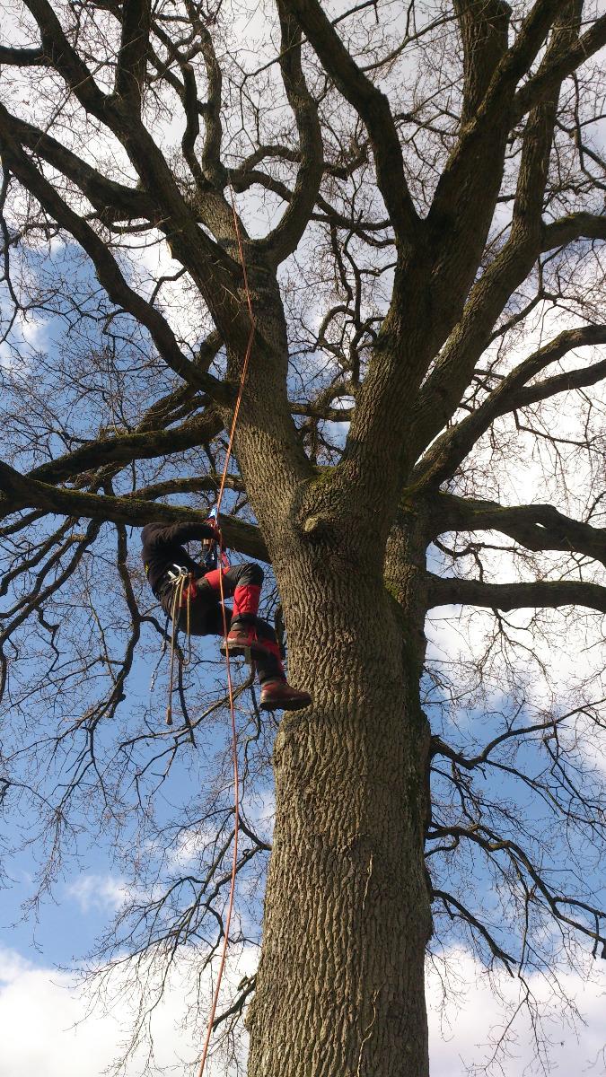 Abattage d'arbre dangereux à Vieil-Baugé