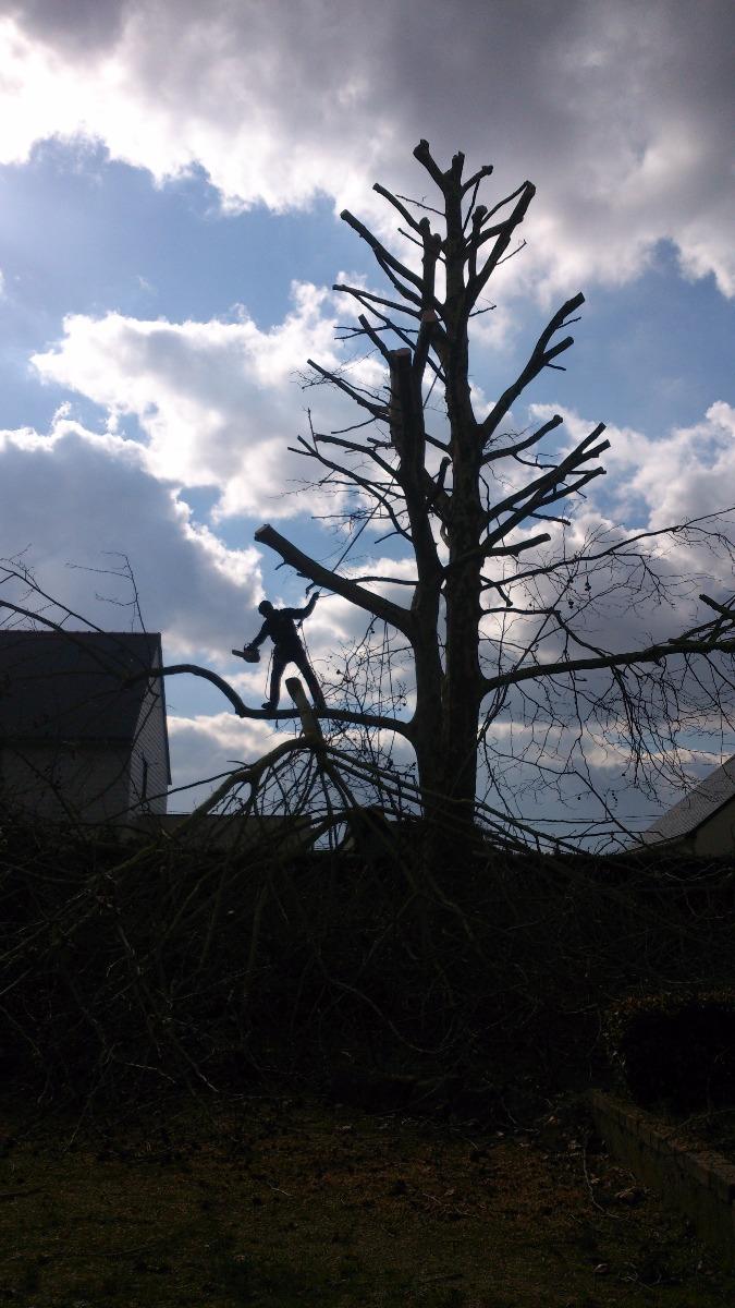 Bouget Jérôme entretien parc et jardin élagueur dans le Maine et Loire (49)
