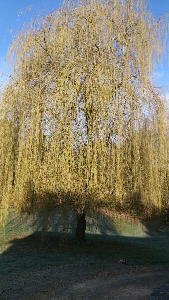 Entretien d'arbres entretien d'arbres