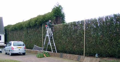Jardi-Services Environnement à La Ferté-sous-Jouarre intervient pour la Taille de haie