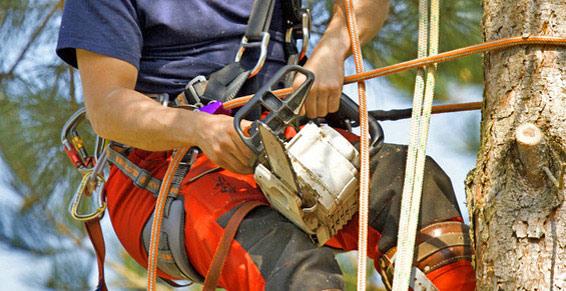 Élagage et abattage - Sécurité des élagueurs