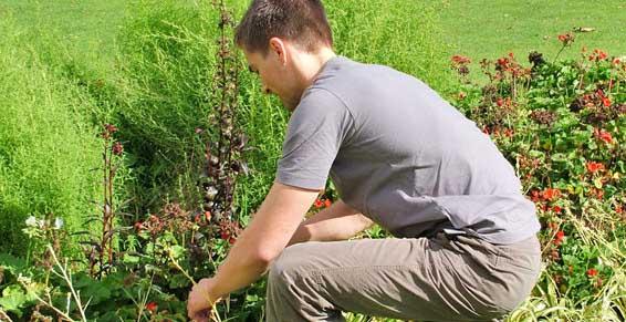Jardins et parcs aménagement, entretien - Parterres de fleurs