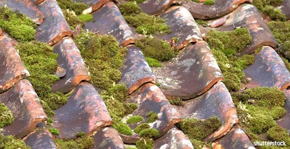 Alliances Couverture réalise le démoussage de votre toiture