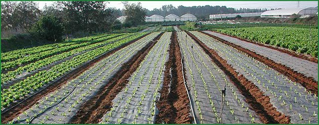 תמונת אווירה