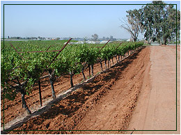 תמונת אווירה