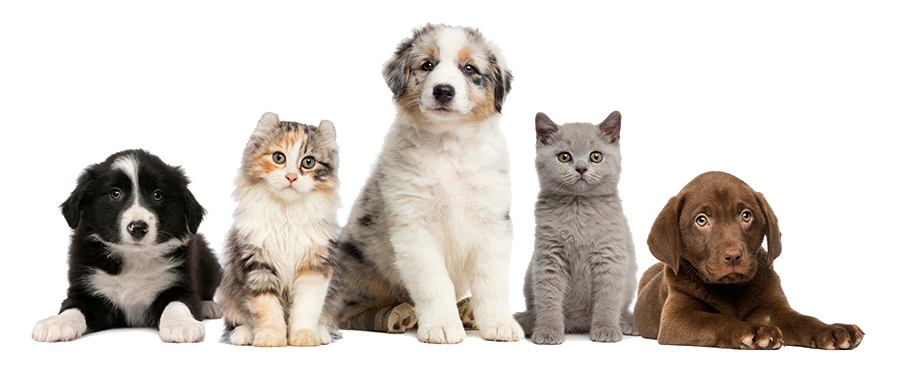 מרפאה וטרינרית ד”ר גילה צור