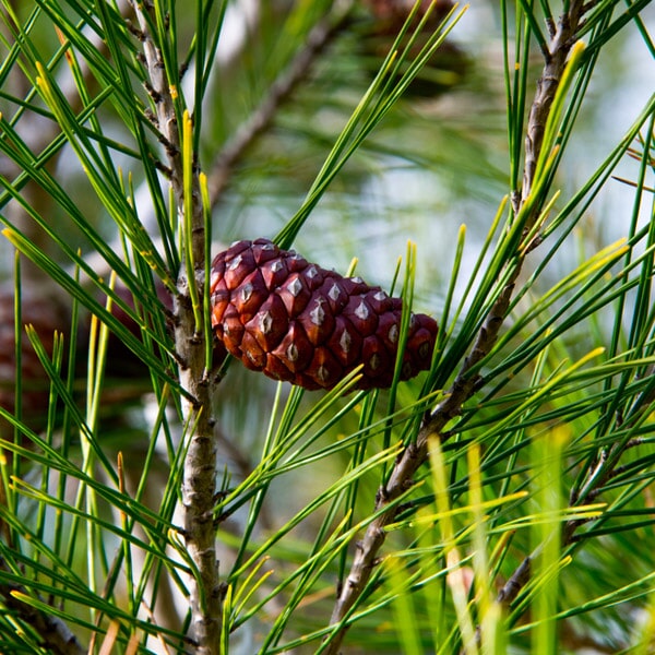 Floricultora Horto do Rossio - Árvores de Fruto