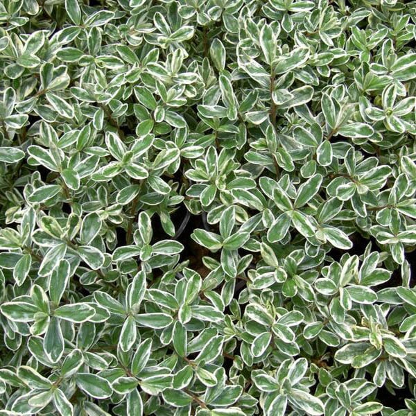 Floricultora Horto do Rossio - Arbustos