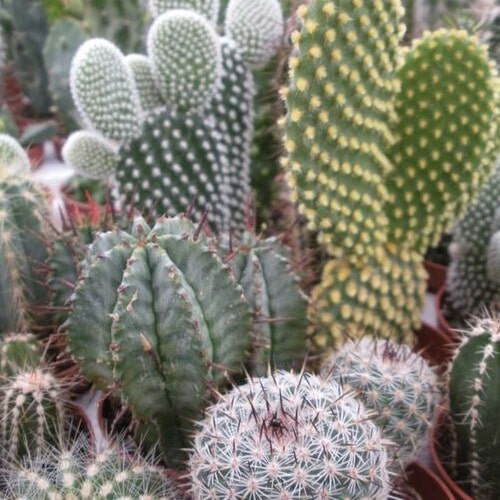 Floricultora Horto do Rossio - Cactos e Suculentas