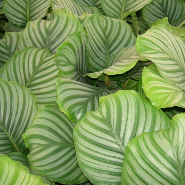 Floricultora Horto do Rossio - Plantas de Interior