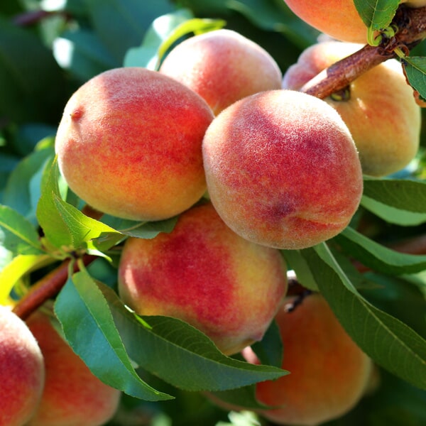 Floricultora Horto do Rossio - Árvores de Fruto