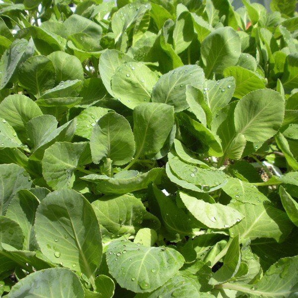 Floricultora Horto do Rossio - Plantas de Interior