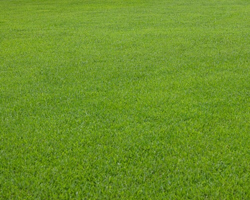 Floricultora Horto do Rossio - Plantar