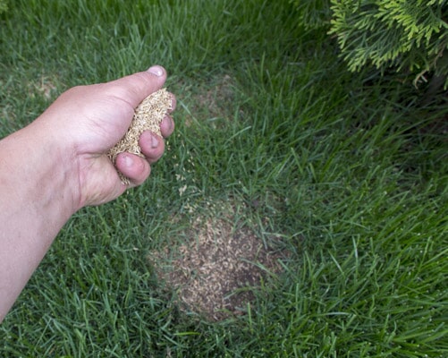 Floricultora Horto do Rossio - Semente