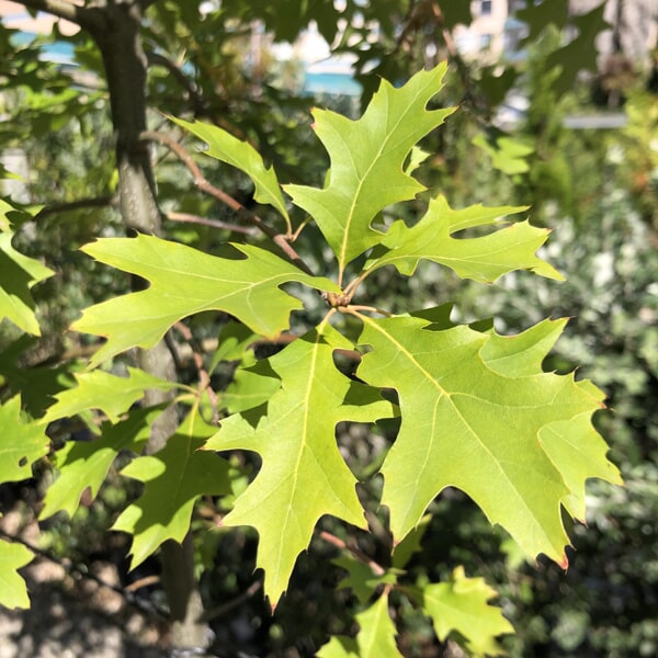 Floricultora Horto do Rossio - Árvores de Sombra