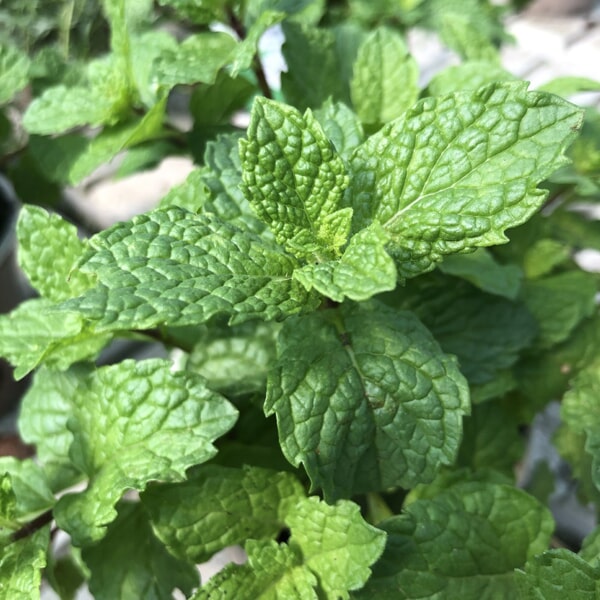 Floricultora Horto do Rossio - Aromaticas