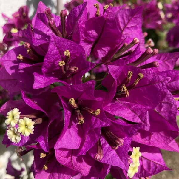 Floricultora Horto do Rossio - Trepadeiras