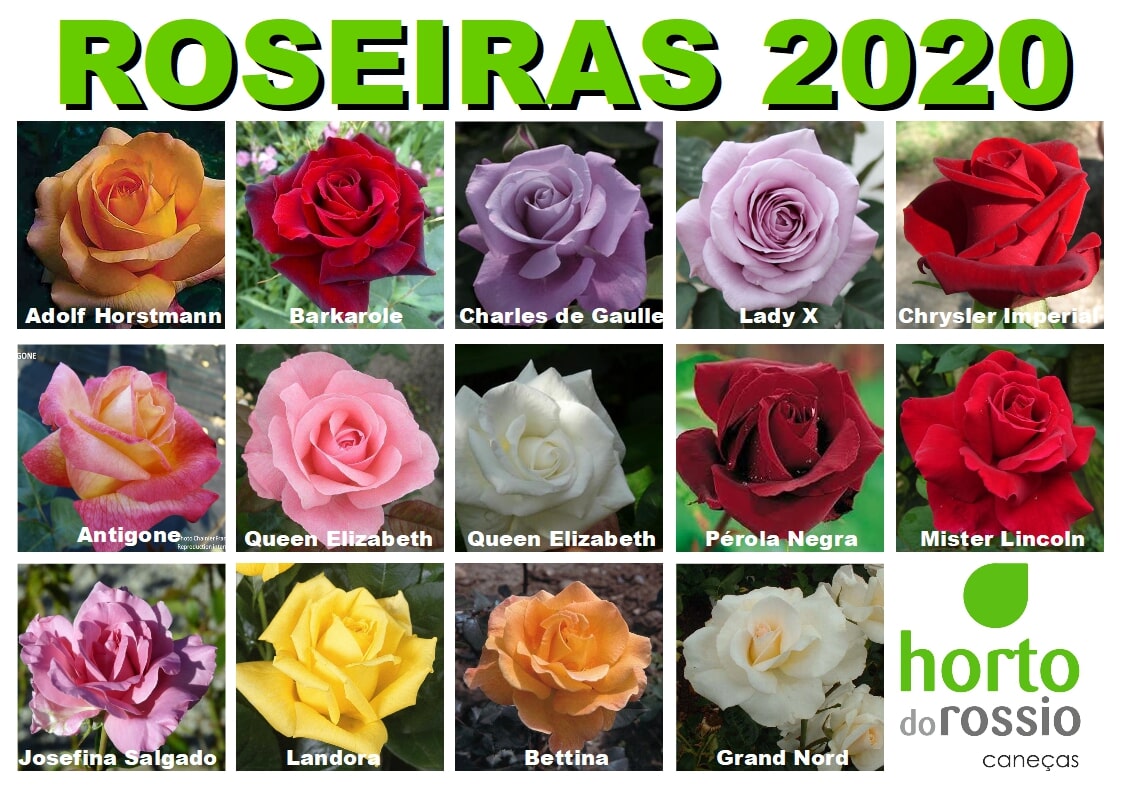 Floricultora Horto do Rossio - Cultivo Cogumelos