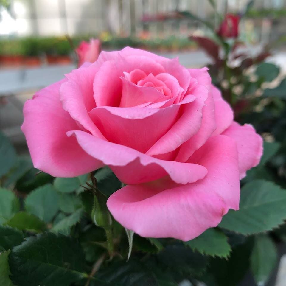 Floricultora Horto do Rossio - Roseiras