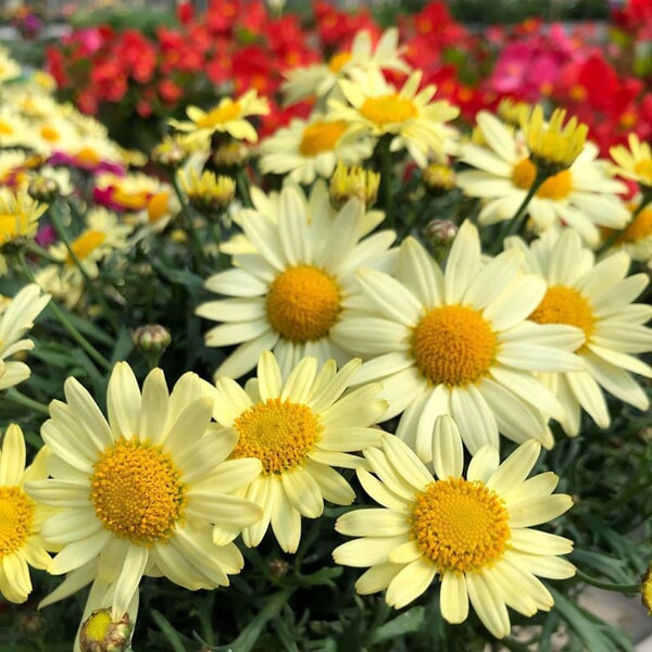 Floricultora Horto do Rossio - Plantas Herbáceas