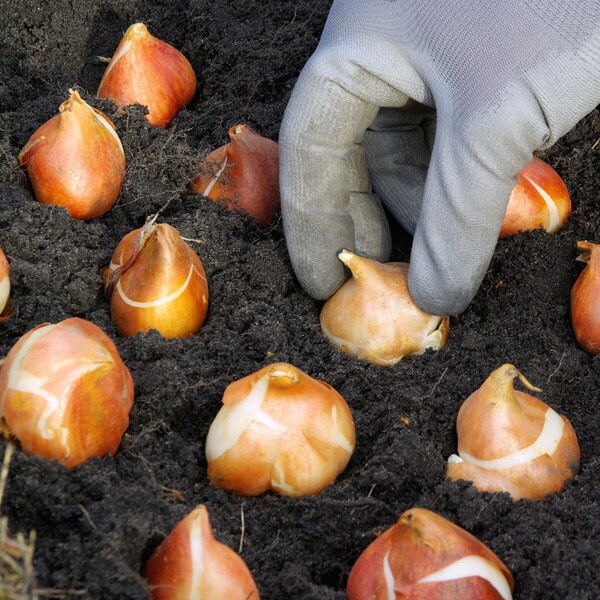 Floricultora Horto do Rossio - Bolbos