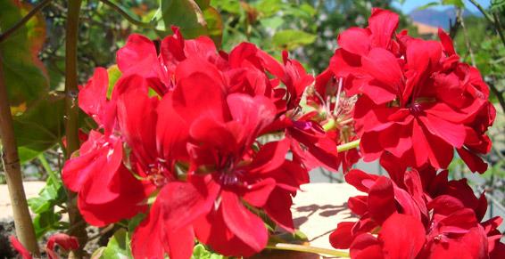 Evénements - Hotel les Calanques à Piana en Corse