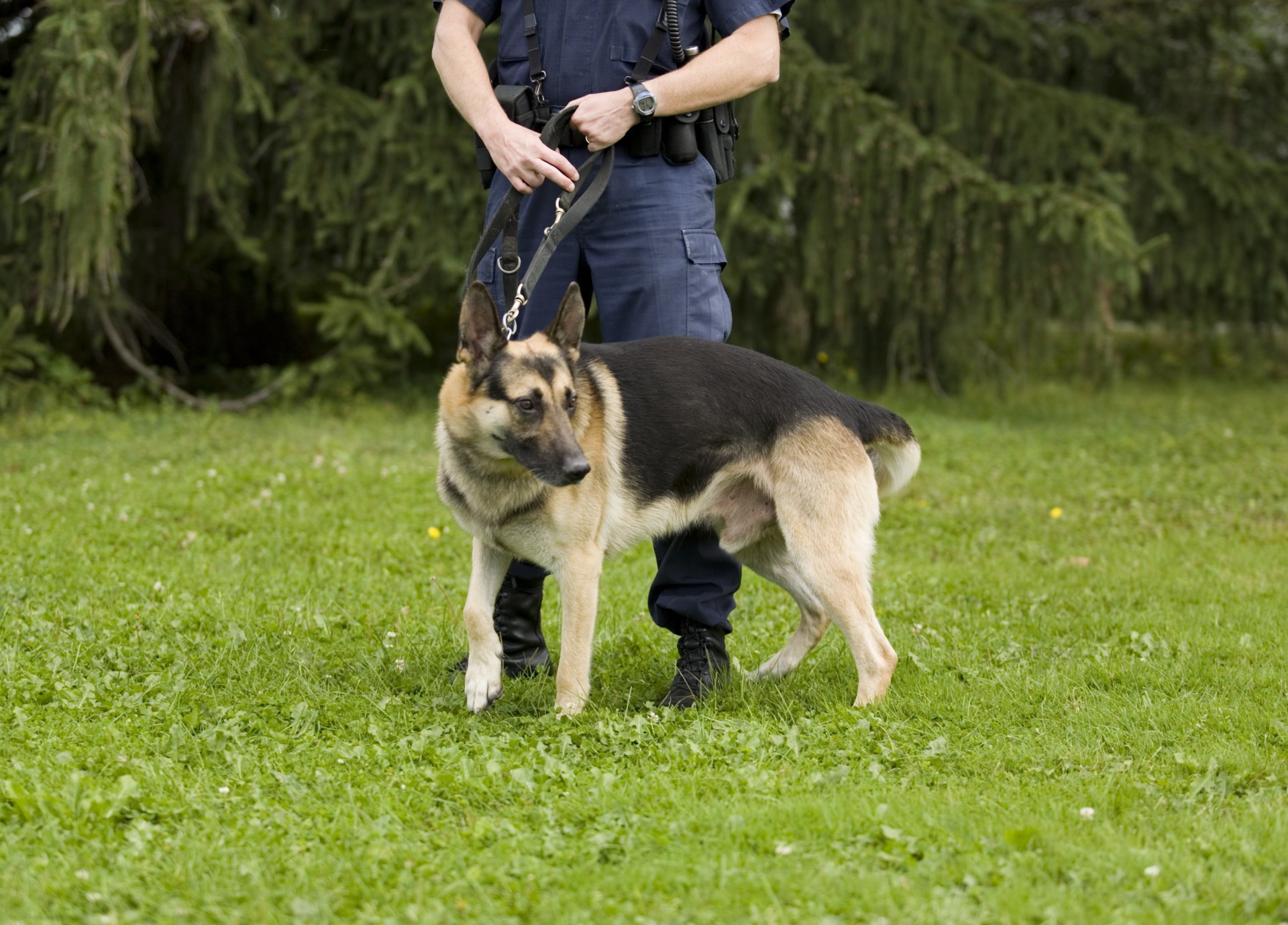 dressage chien val d'oise