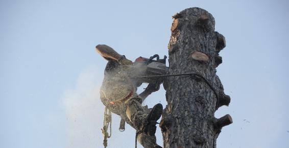 Art Elagage SARL à Beynost