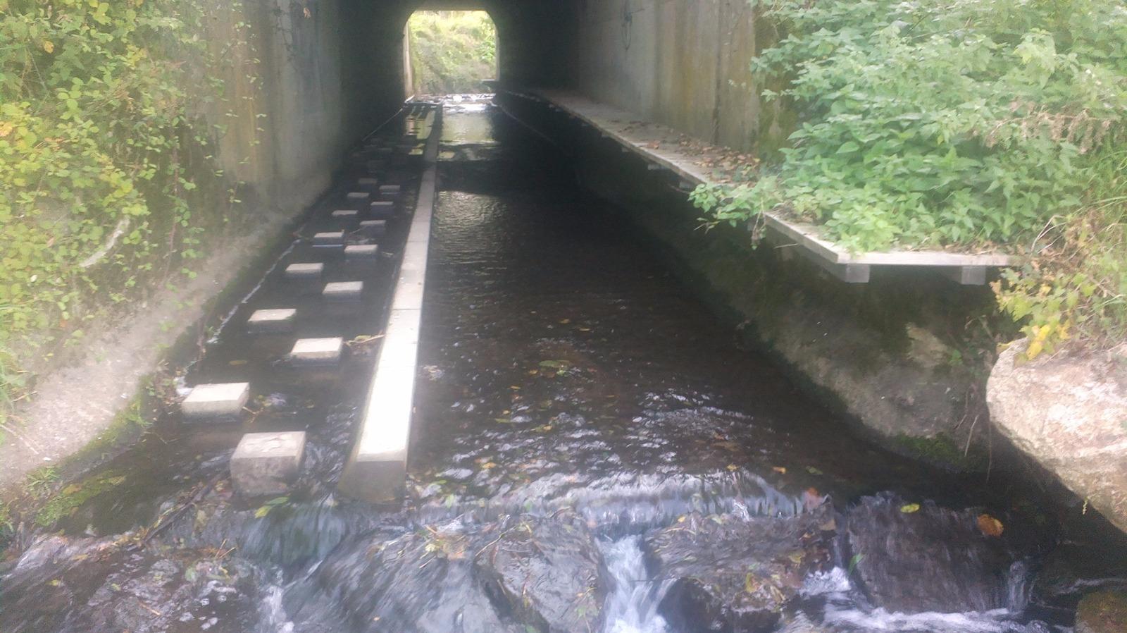 Passage à Faune à LA ROCHE SUR YON