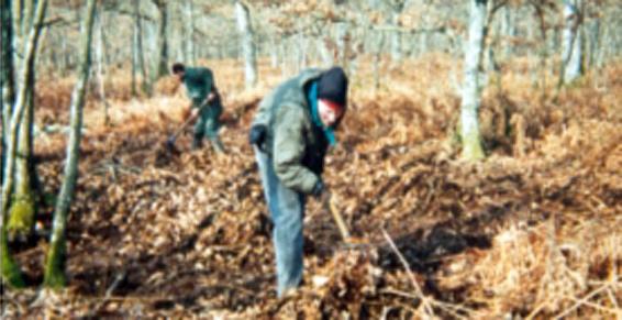 Ramassage de terreau de feuilles
