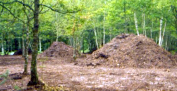 Terre de bruyère de forêt de Sologne