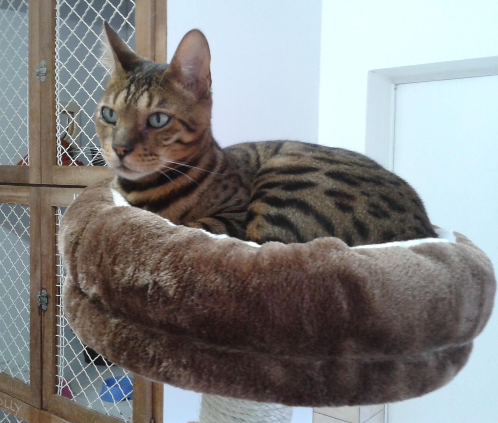 sur un arbre perché.