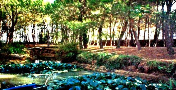 VACANCES CANINES ET FELINES