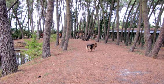 Sorties en liberté dans le grand parc