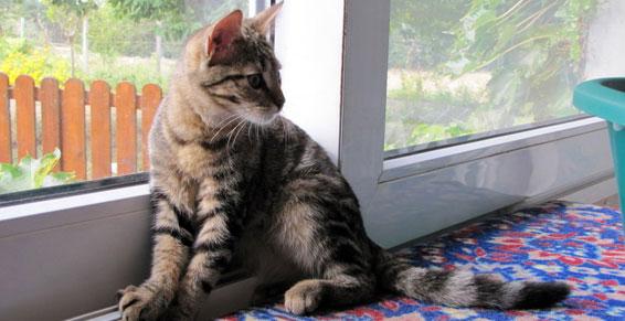 Transport à domicile