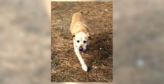 Pensions pour chiens Nouzilly