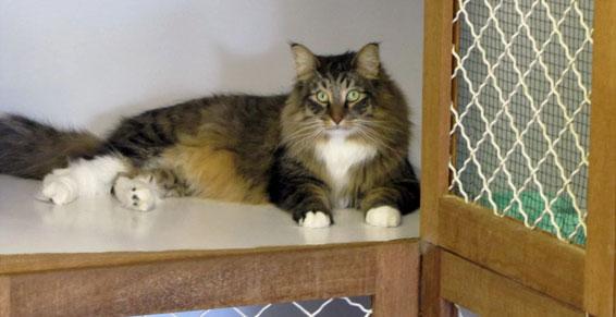 Boxes individuels pour chats chauffés l'hiver