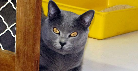 Assistance vétérinaire