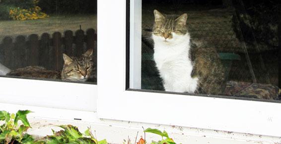 Certificat de Capacité n° 37090 Direction des Services Vétérinaires