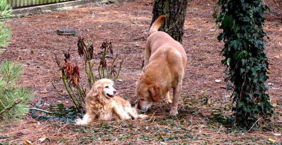 Pensions pour chiens