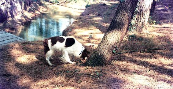 Grand plan d'eau pour la baignade des chiens