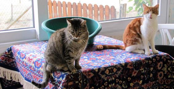 Pensions pour chats Nouzilly