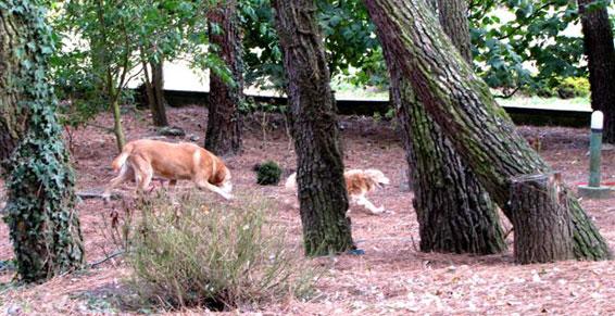 Sorties en liberté dans notre grand parc sous les pins Nouzilly