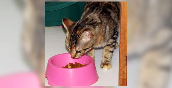 Nourriture personnalisée en cas de besoin