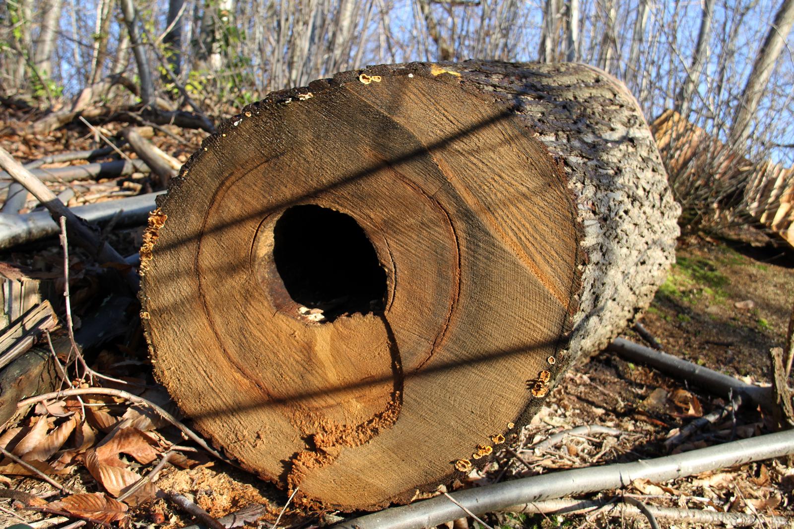 Tronc d'arbre creux