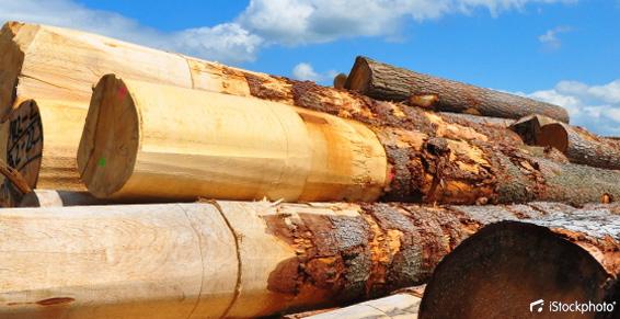 Toute une gamme d'essences de bois