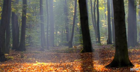 La sylviculture permet de gérer l'exploitation de la forêt