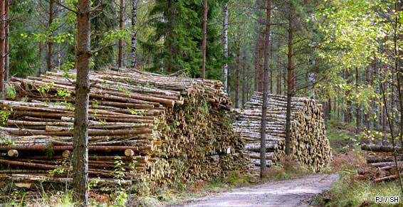 Découpe et stockage de bois de chauffage en forêt